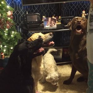 Meet your Posher, David